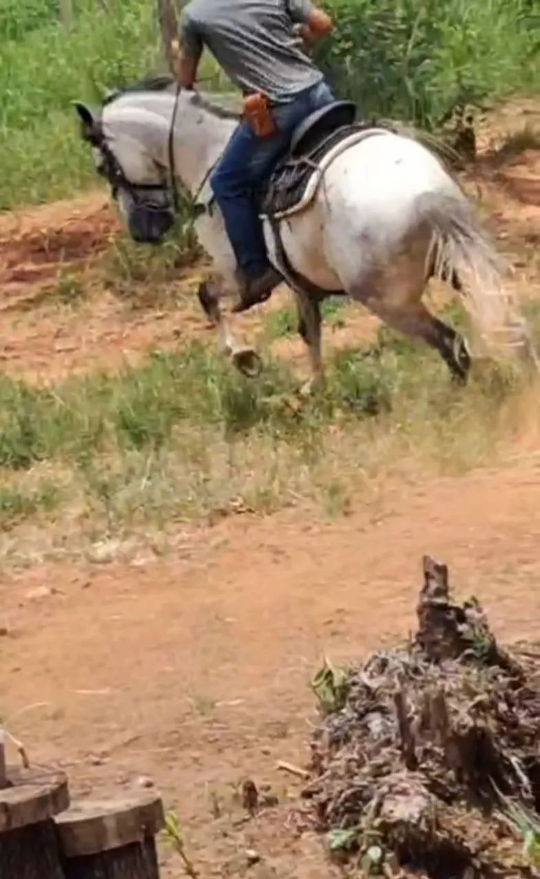 Manga larga marchador castrado 6 anos registrado. - Foto 4