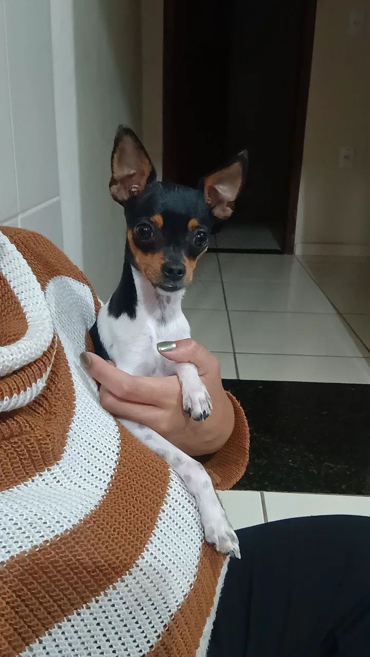Vende-se Pincher 