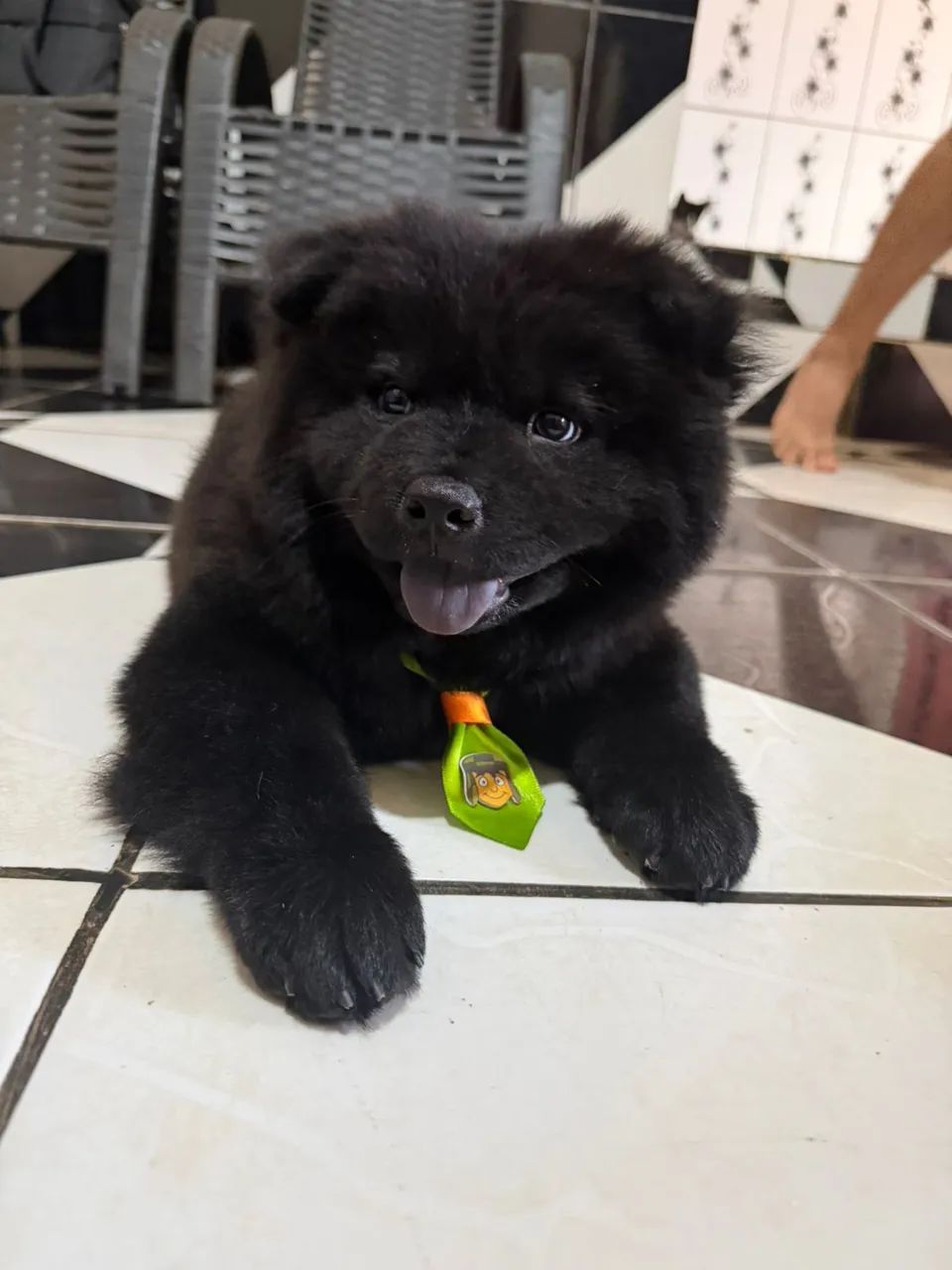 Animais de estimação  - Foto 3