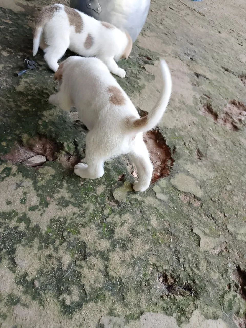 Filhotes para cão de guarda. - Foto 5