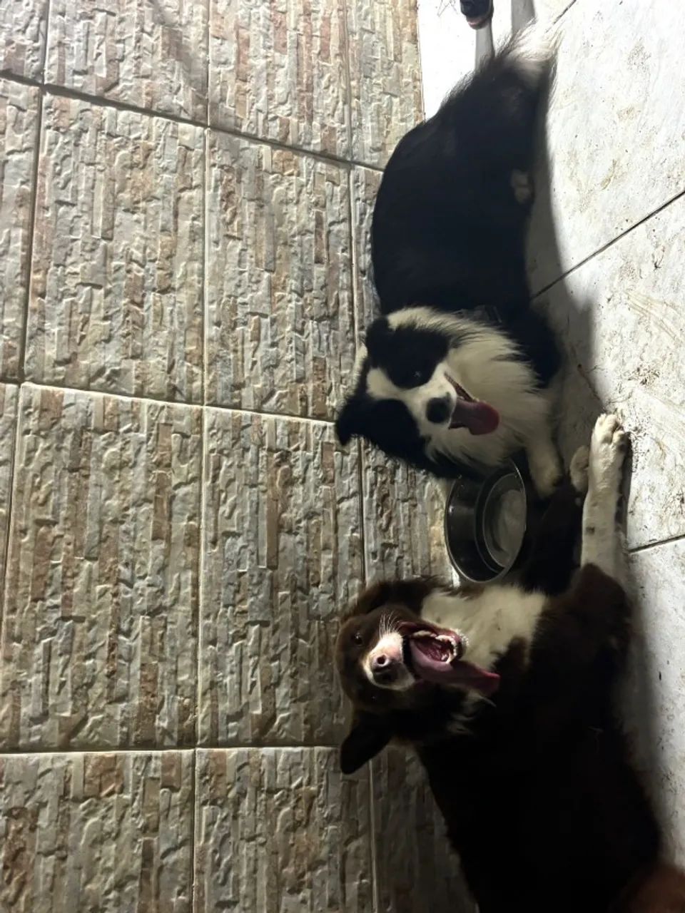 PET SITTER FLORIANÓPOLIS  - Foto 4