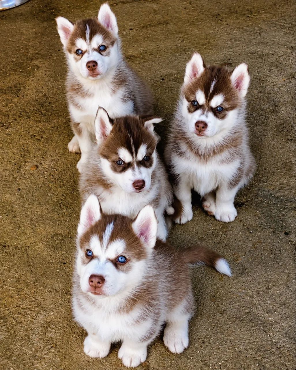 Husky siberiano  - Foto 2