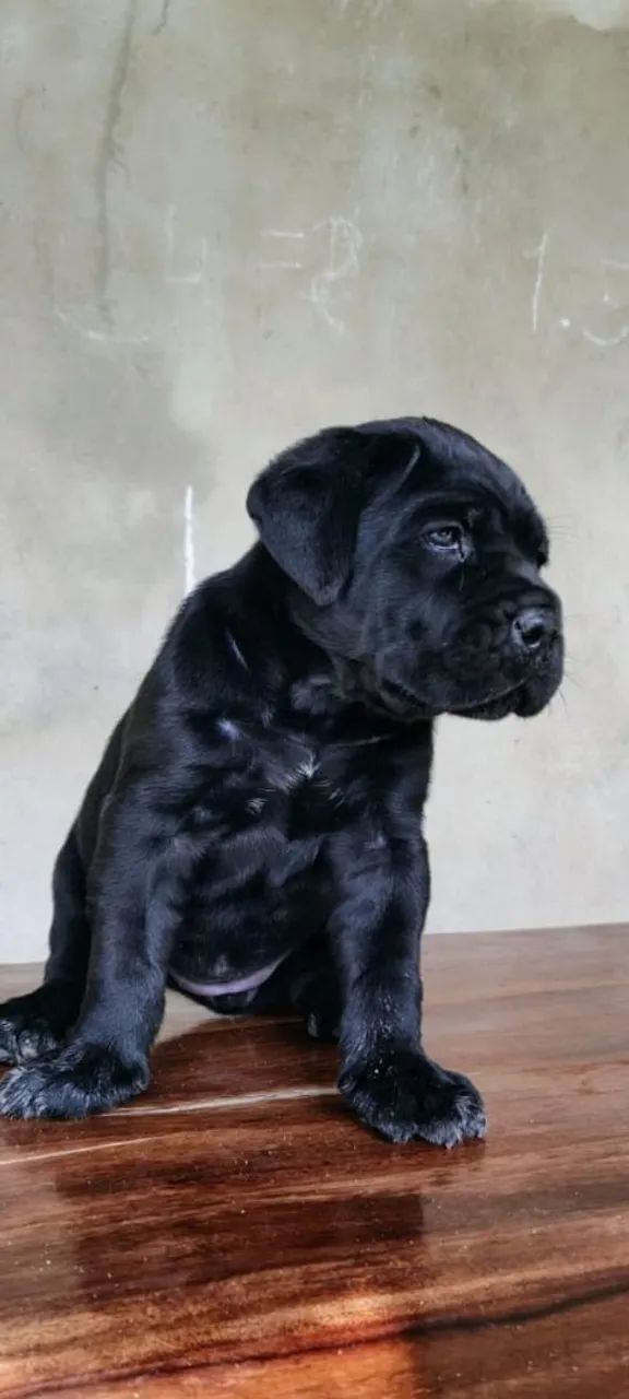 Cane CORSO  - Foto 4
