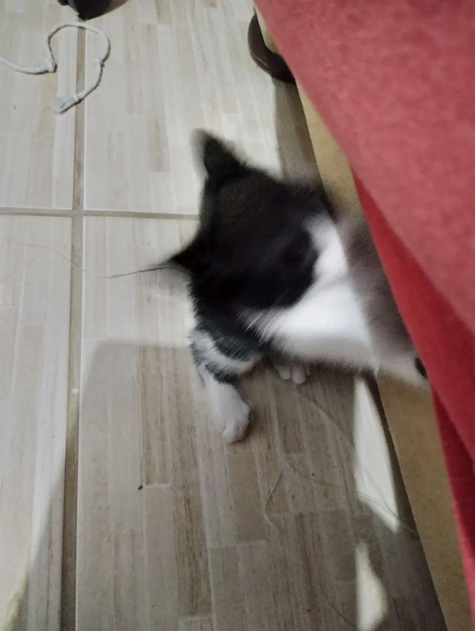 Gata filhote  - Foto 2