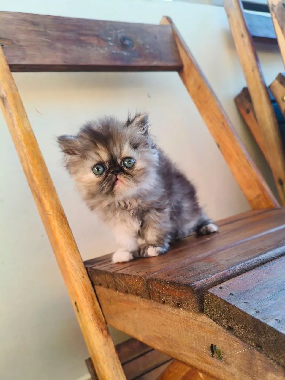 PERSA TopShow - FÊMEA Cor Black Tortie - Foto 4