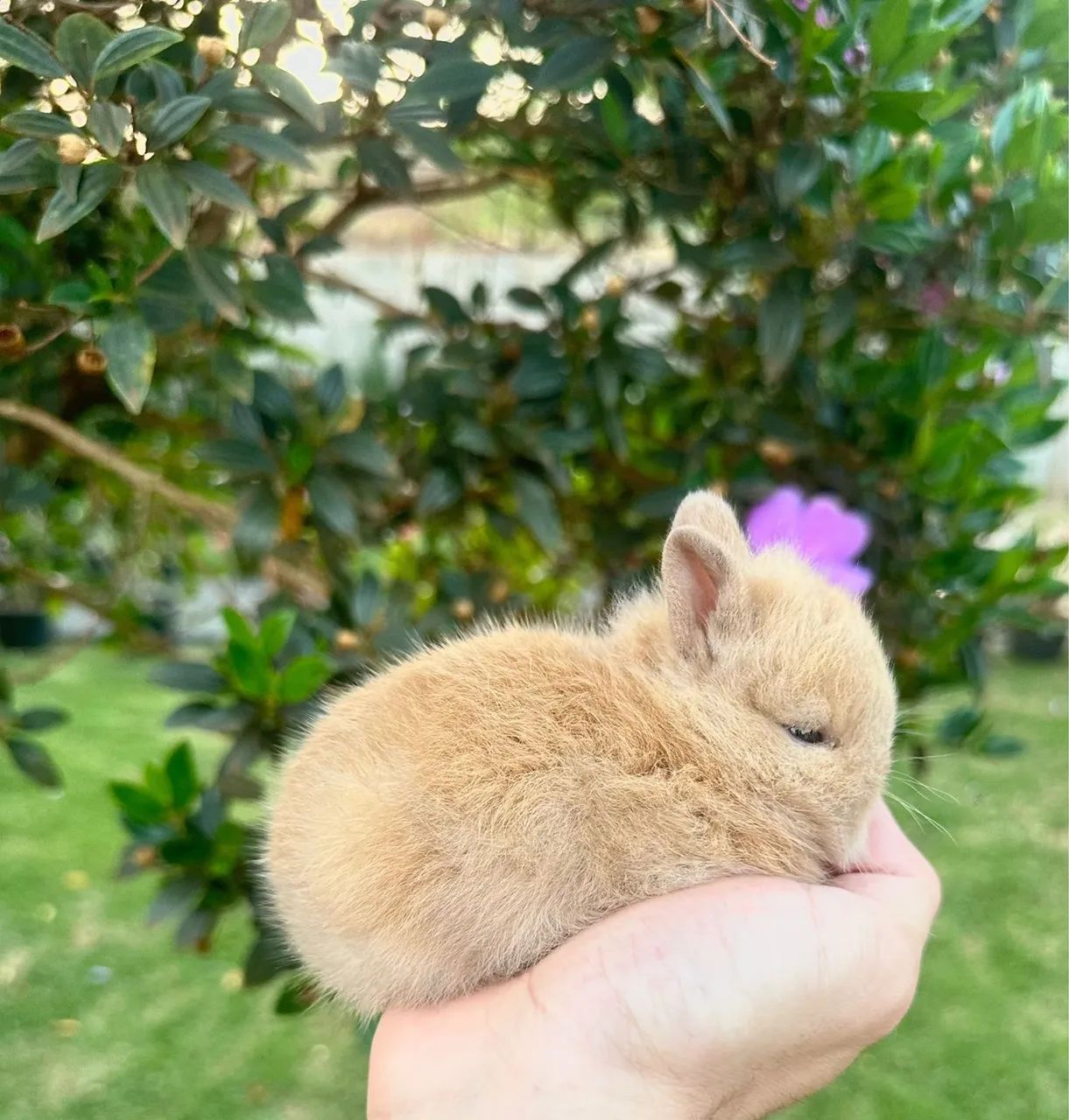 Coelhinhos Mini Netherland Dwarf  - Foto 2