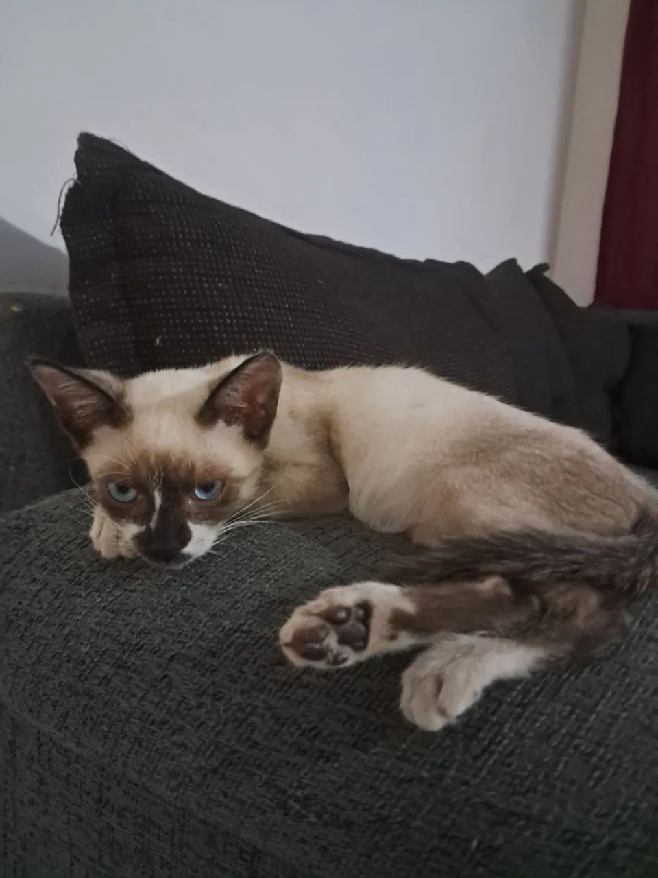 Doação gato - Foto 4