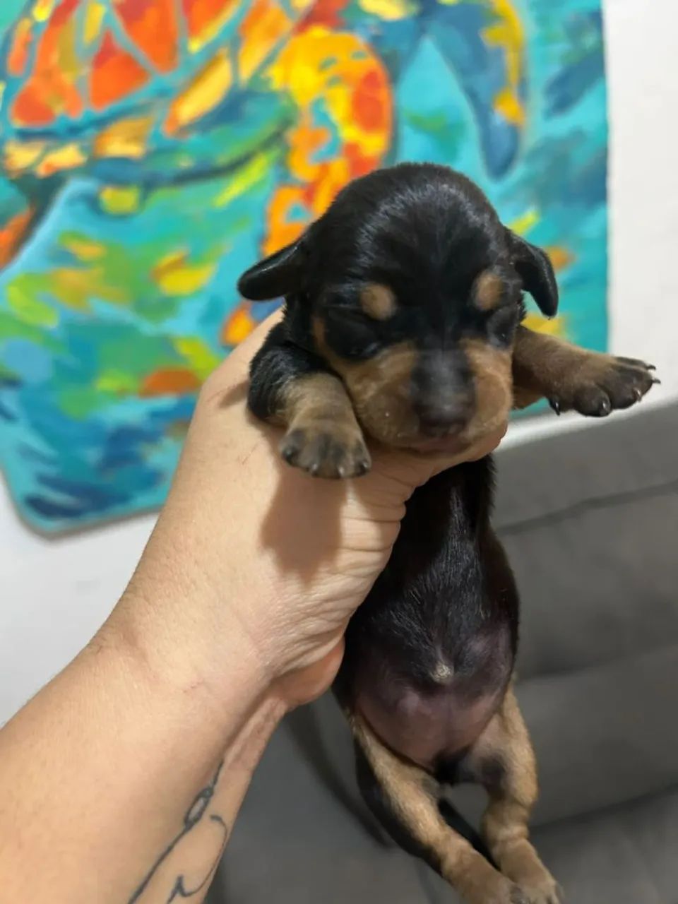 Salsicha filhotes  - Foto 4