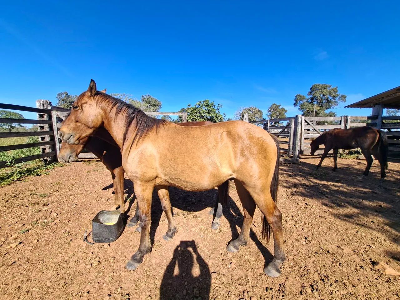 CAVALO - Foto 3