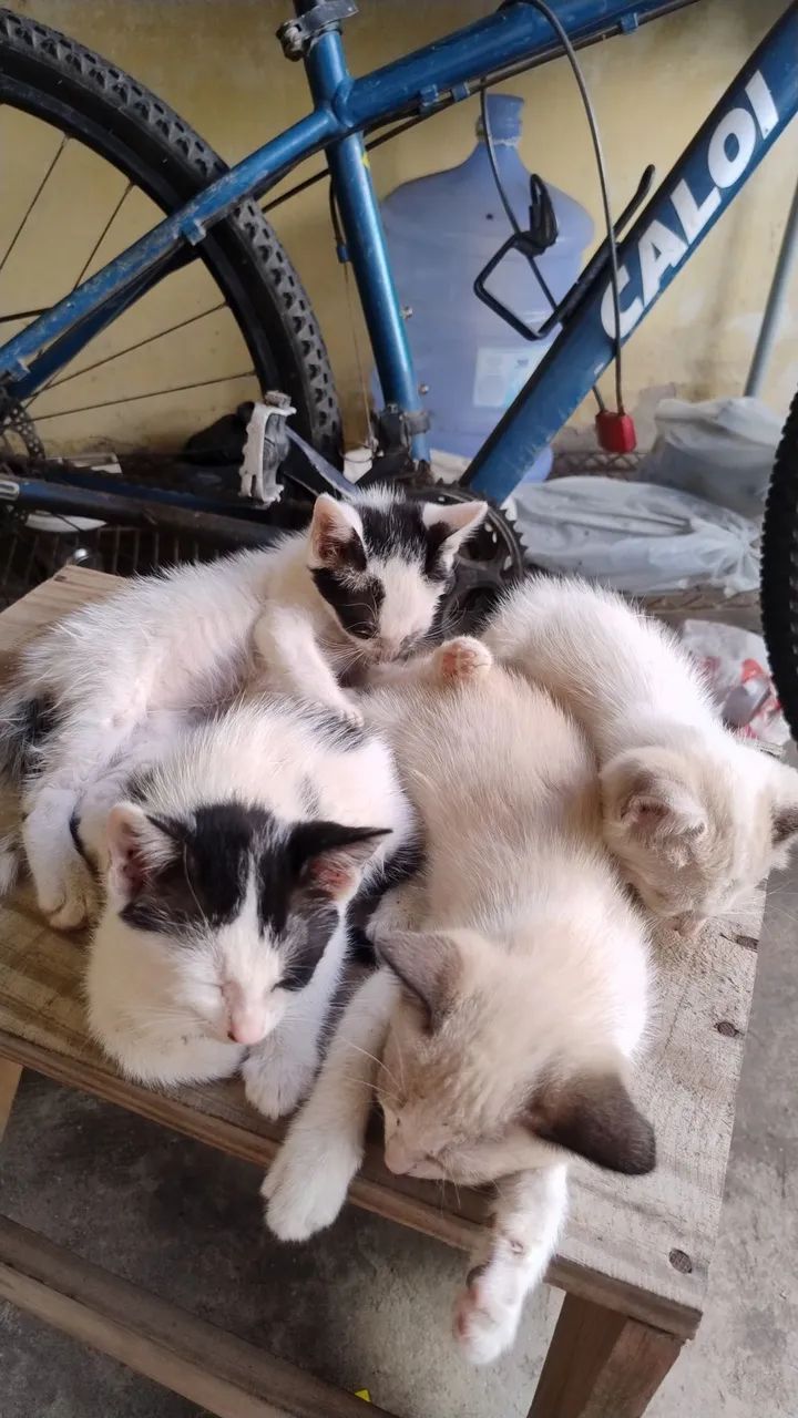 Adoção Gatos Filhotes  - Foto 5