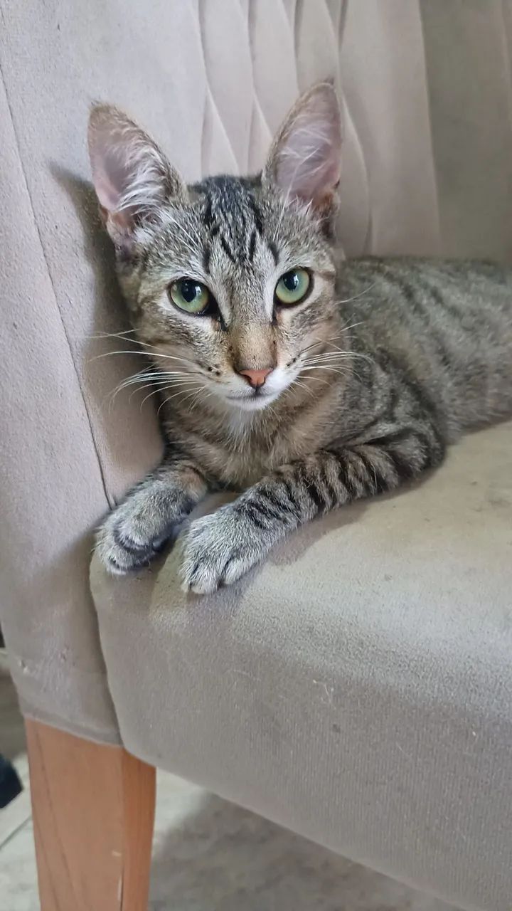 Estou doando esses gatos macho e uma é fêmea já castrada, pra  - Foto 3