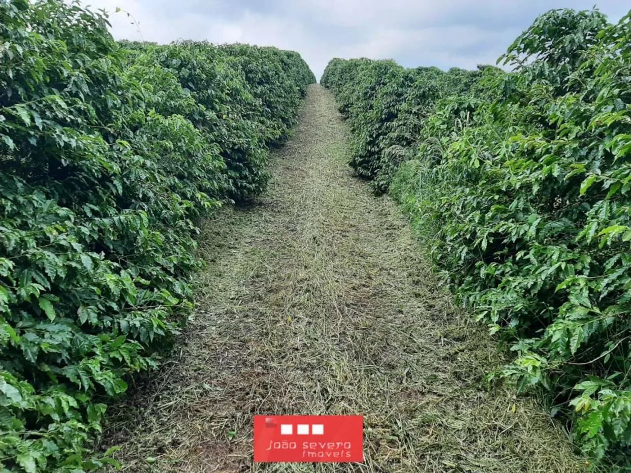 Fazenda para Venda em Paineiras