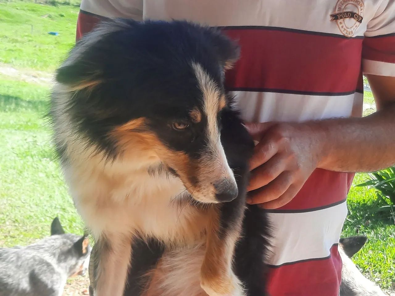 Doa se 2 cachorro de lida de gado  - Foto 2