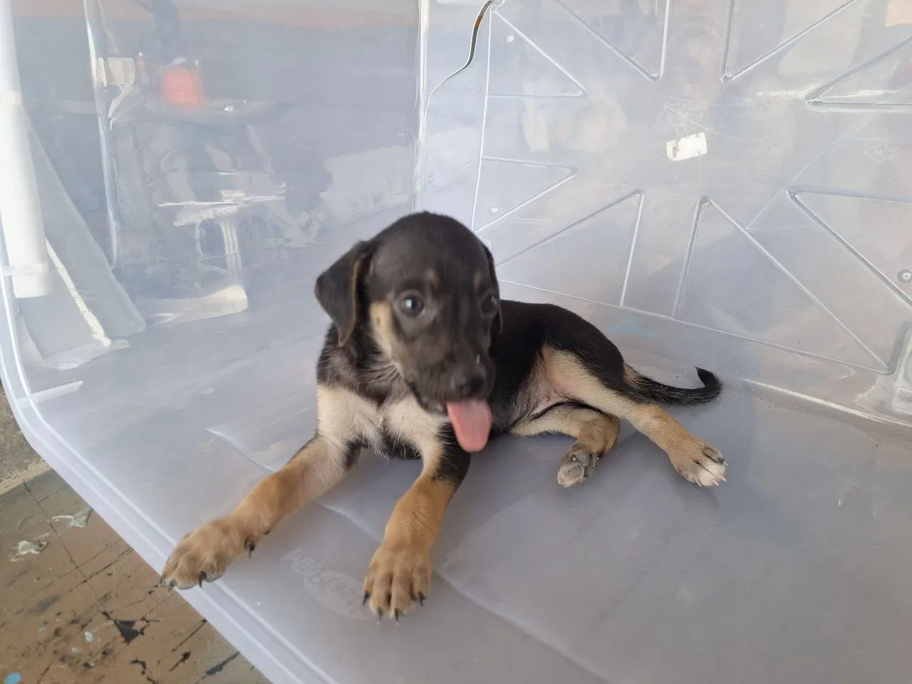 DOAÇÃO - Elas foram abandonadas! - Foto 5