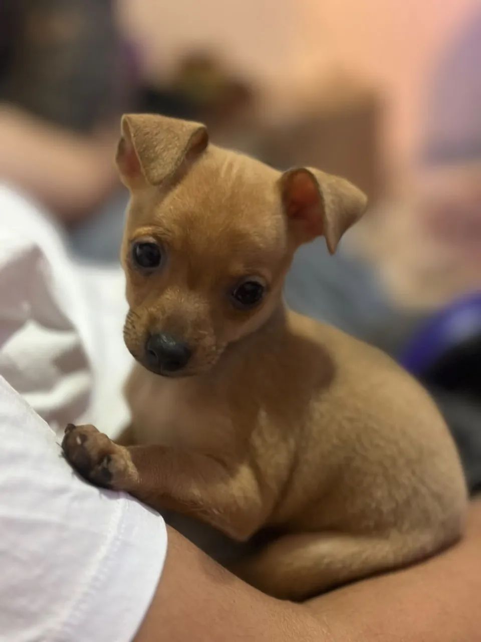 Pinscher 0
