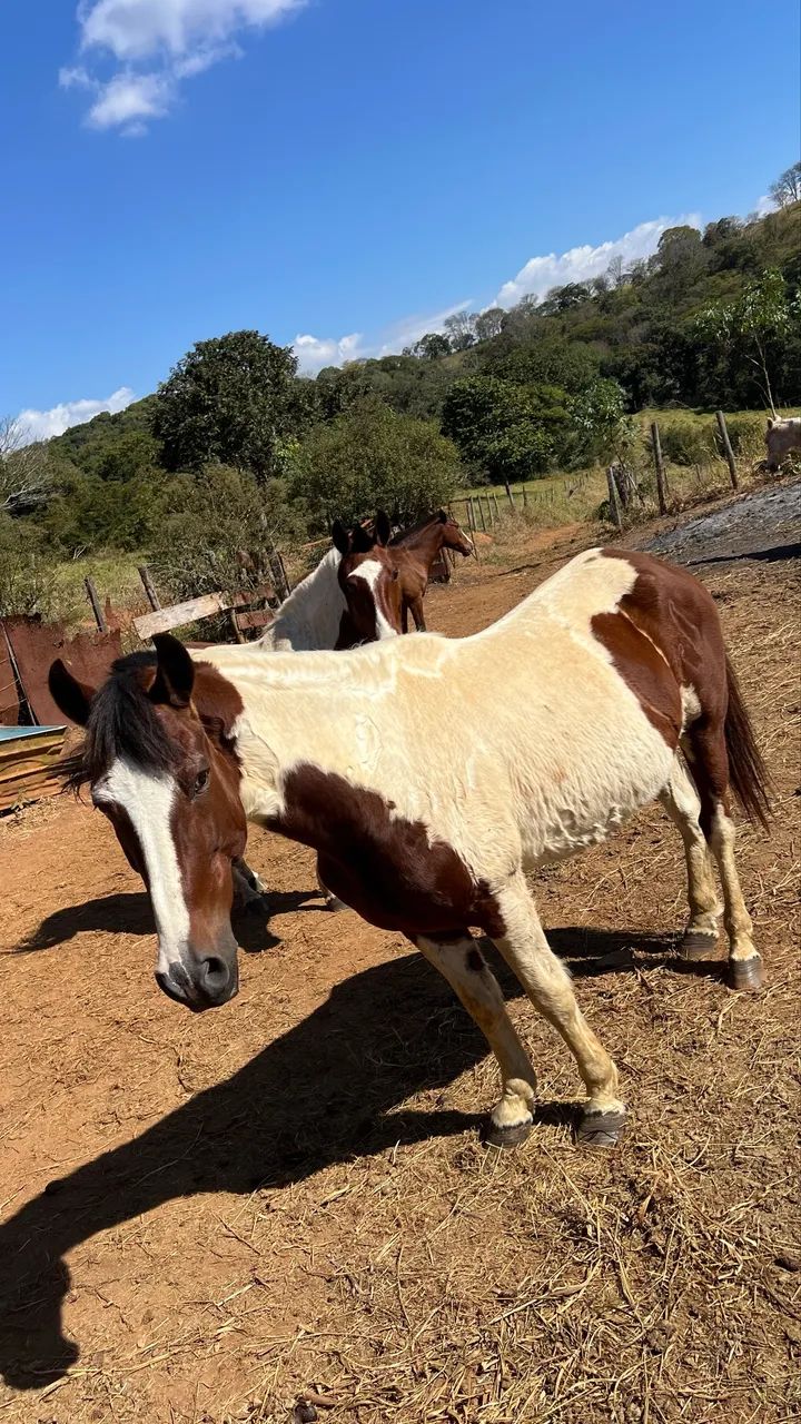 Vendo esse cavalo  - Foto 5
