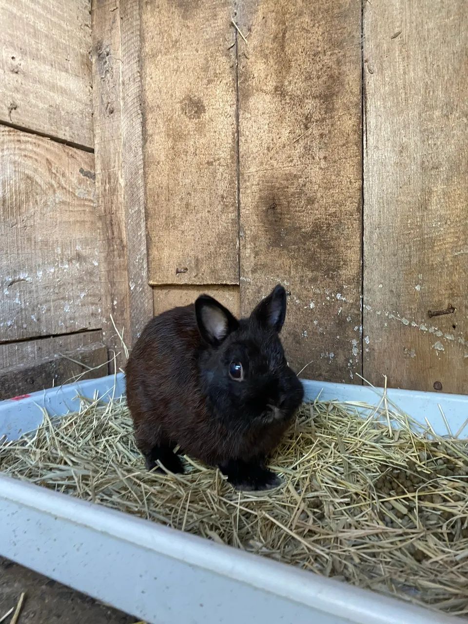 Coelho Macho Netherland padrão Dwarf - Foto 4