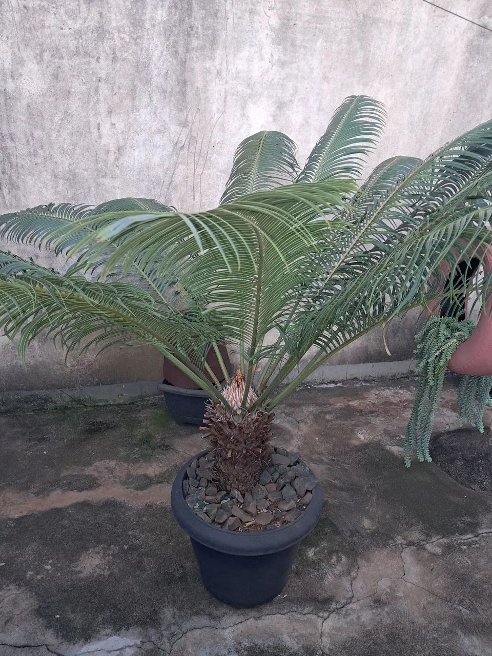 Palmeira Cica