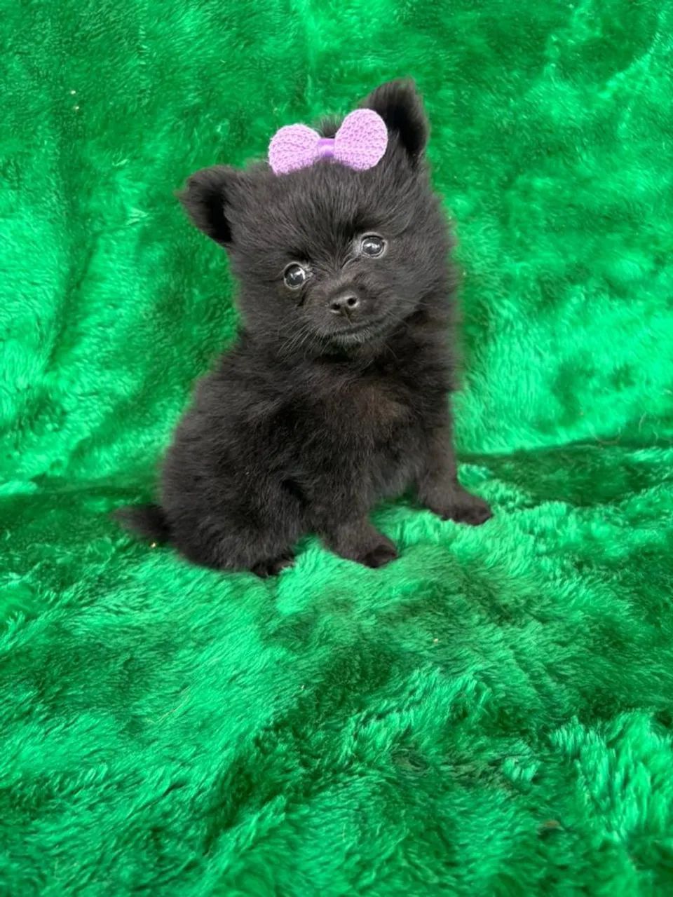Spitz anão fêmea lulu black