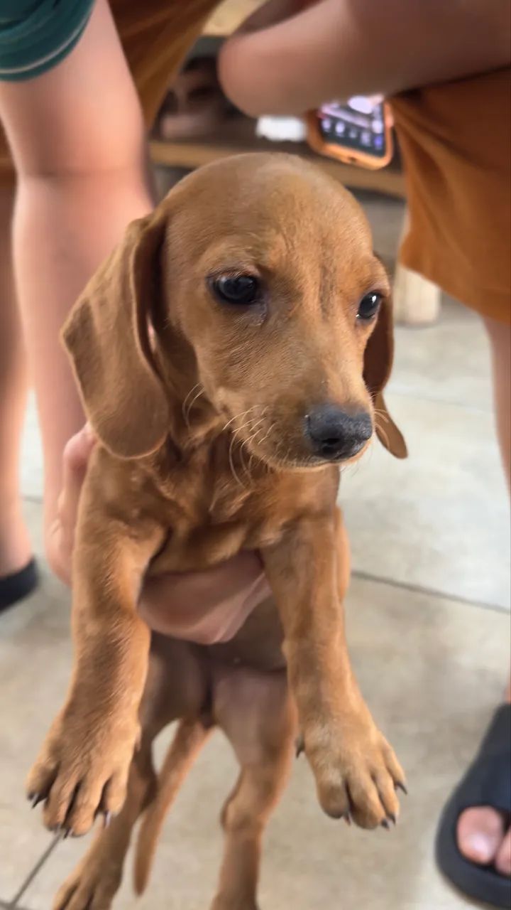 Vende-se cachorrinho Base ( Cofap) - Foto 4