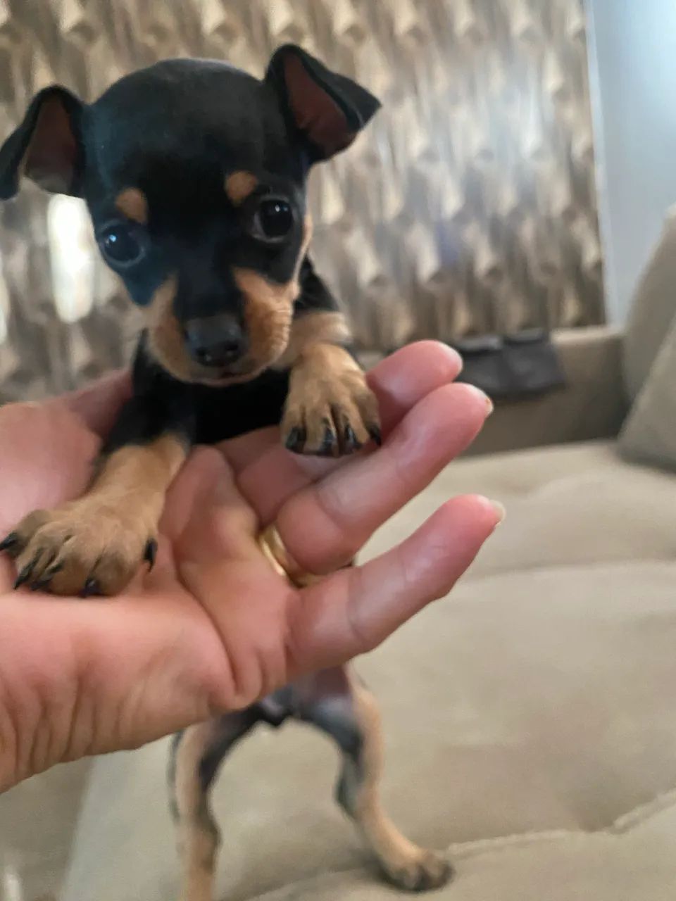 Pinscher  - Foto 5