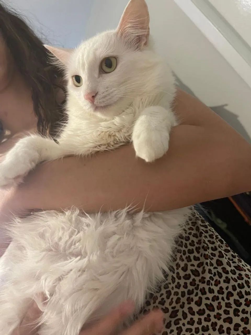 PROCURA-SE Gata Angorá 