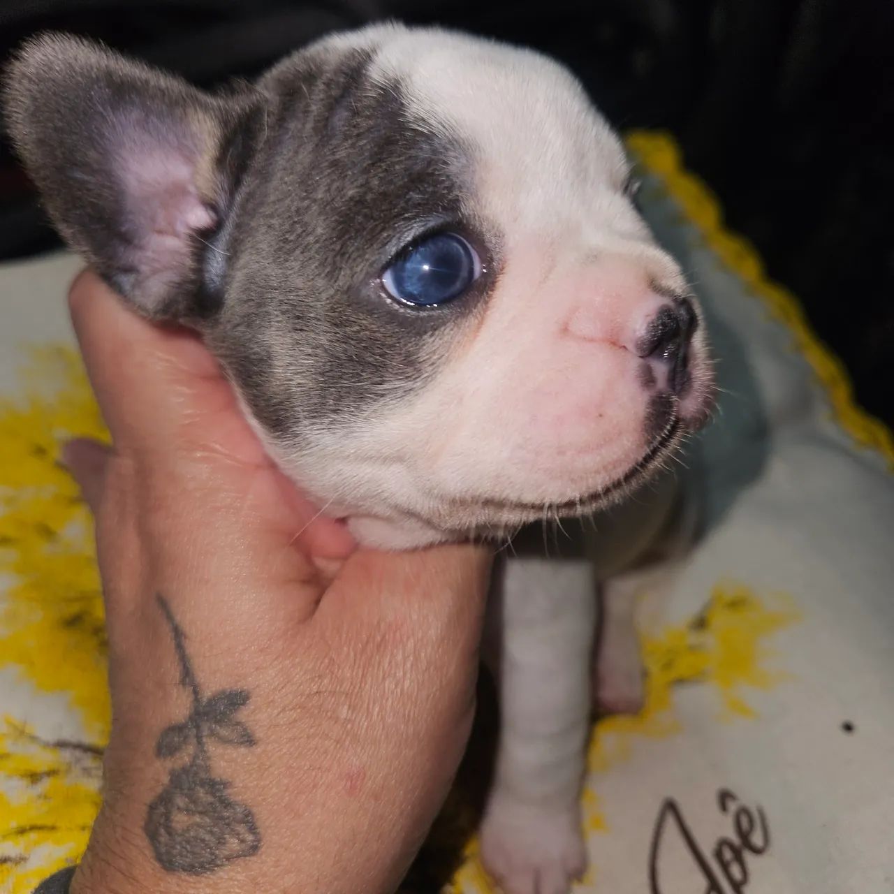 Francês Buldogue  - Foto 3