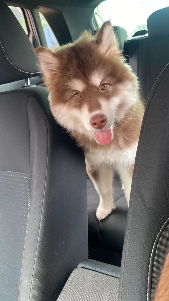Vendo ou troco  - Foto 2