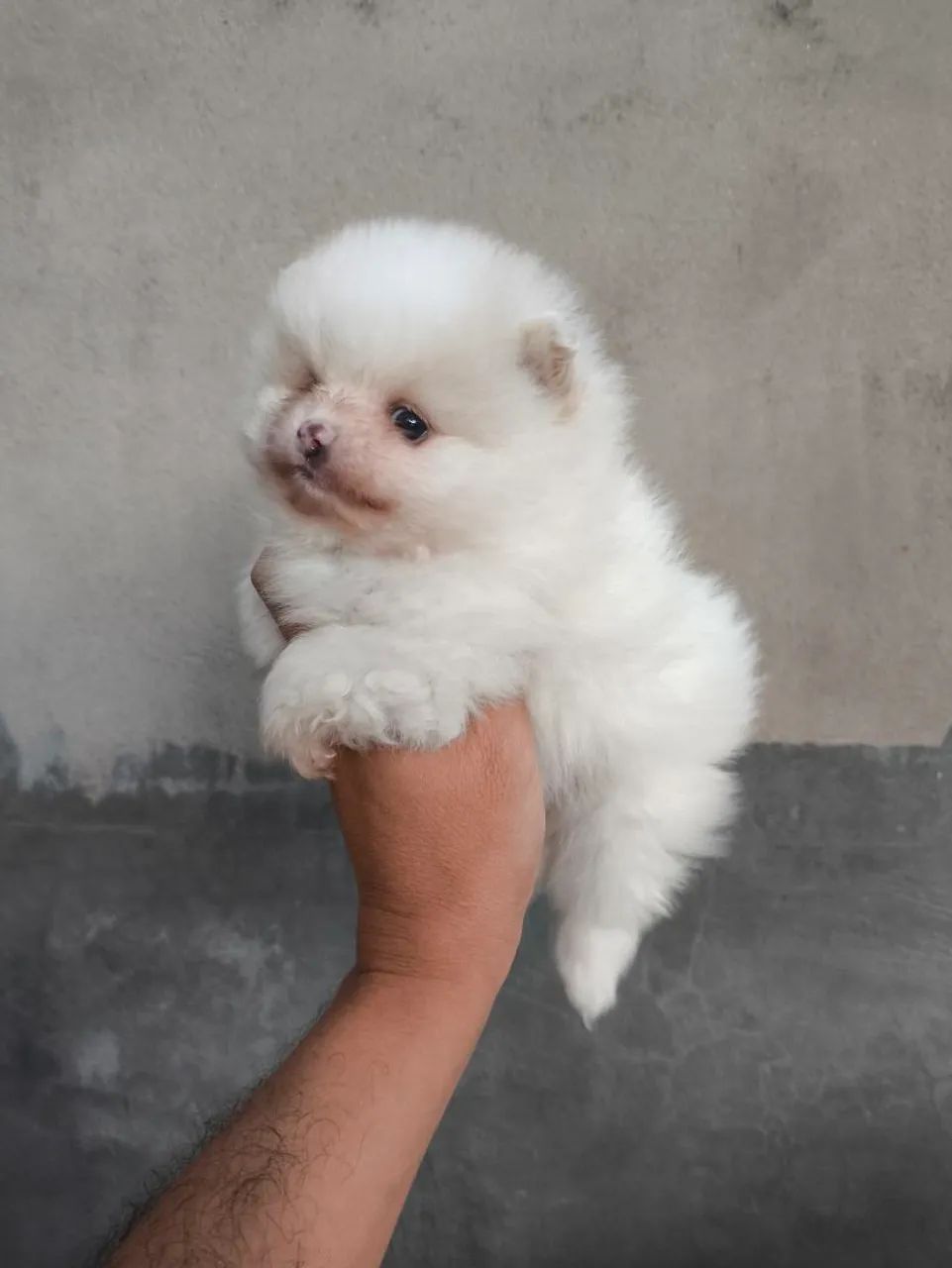 Spitz Alemão  - Foto 2