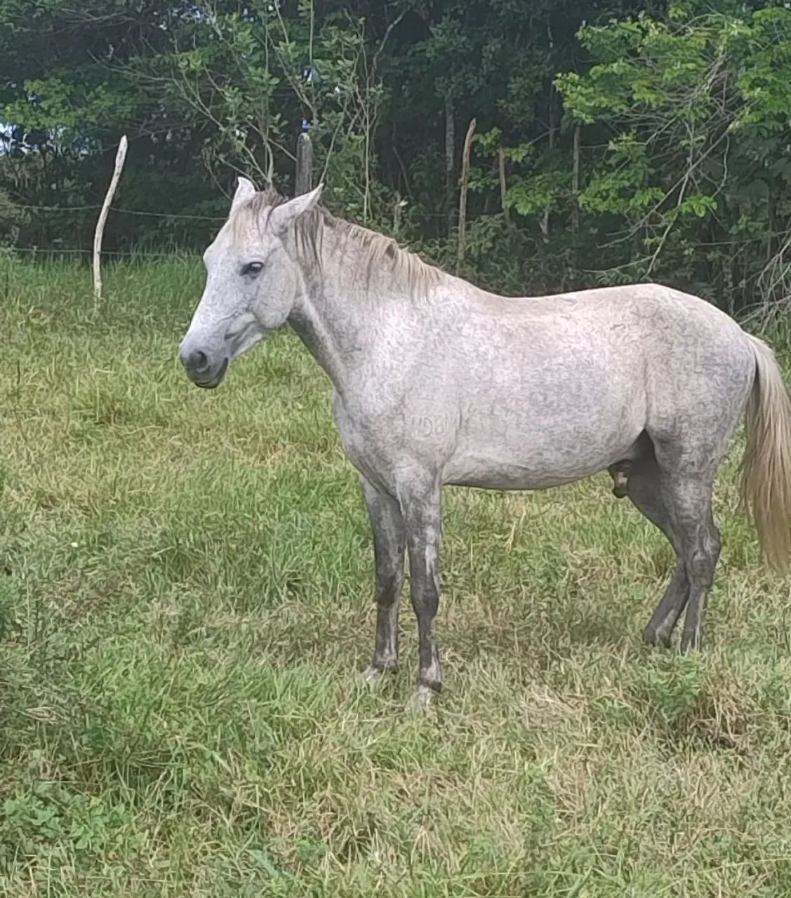 Cavalo manga larga marchador com RG - Foto 3