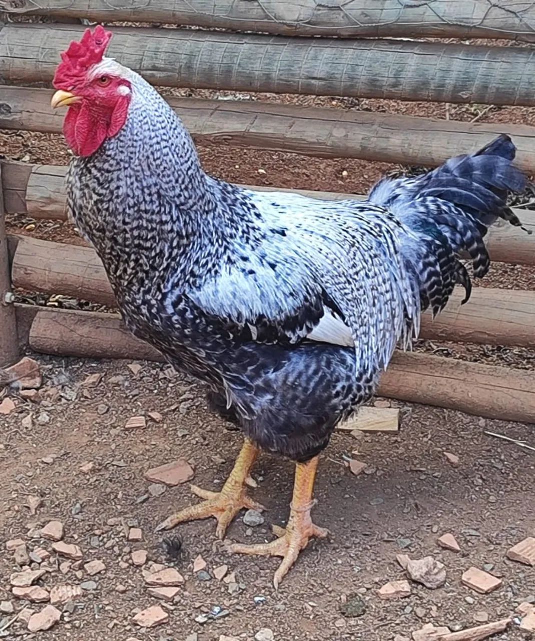 Galos Caipiras  - Foto 4