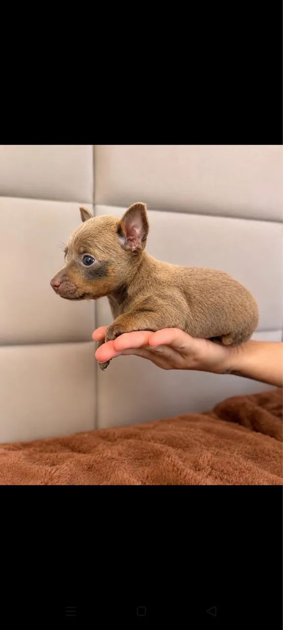 Pinscher miniatura  - Foto 3