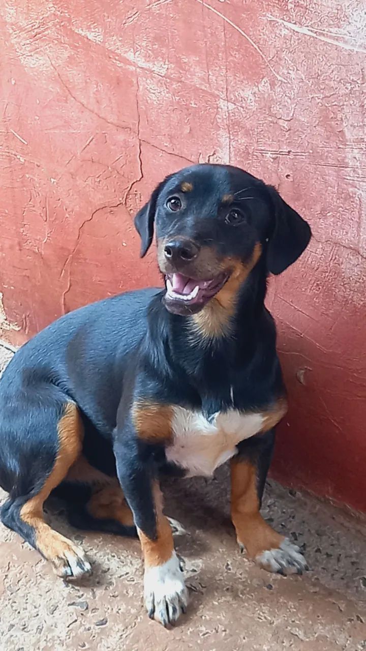 Animais
