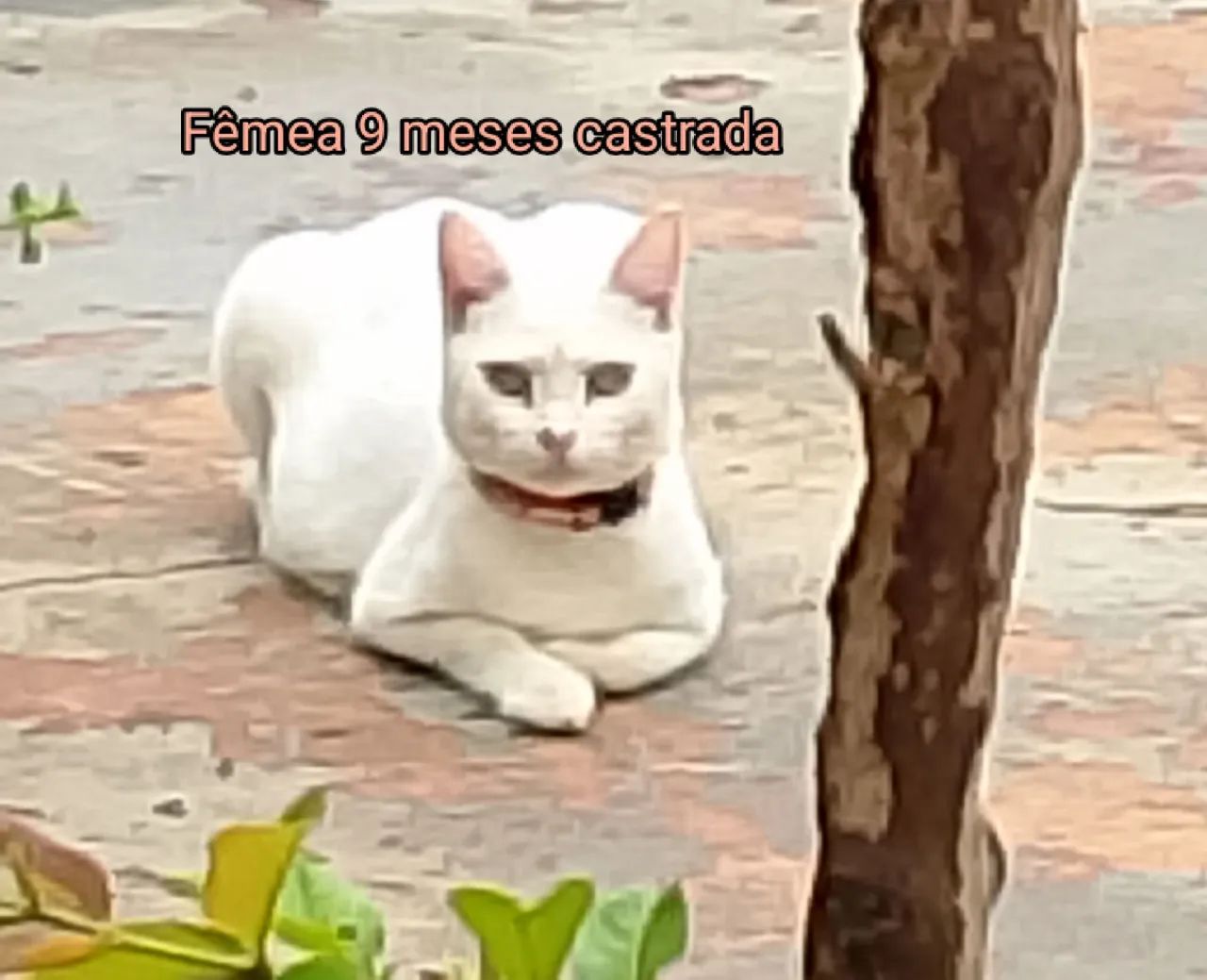 Adoção responsável!!!! - Foto 3