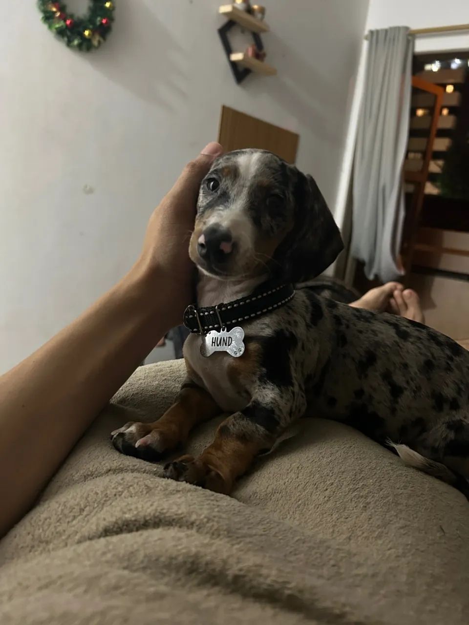 Vendo Salsichinha mofado 2.500 - Foto 3