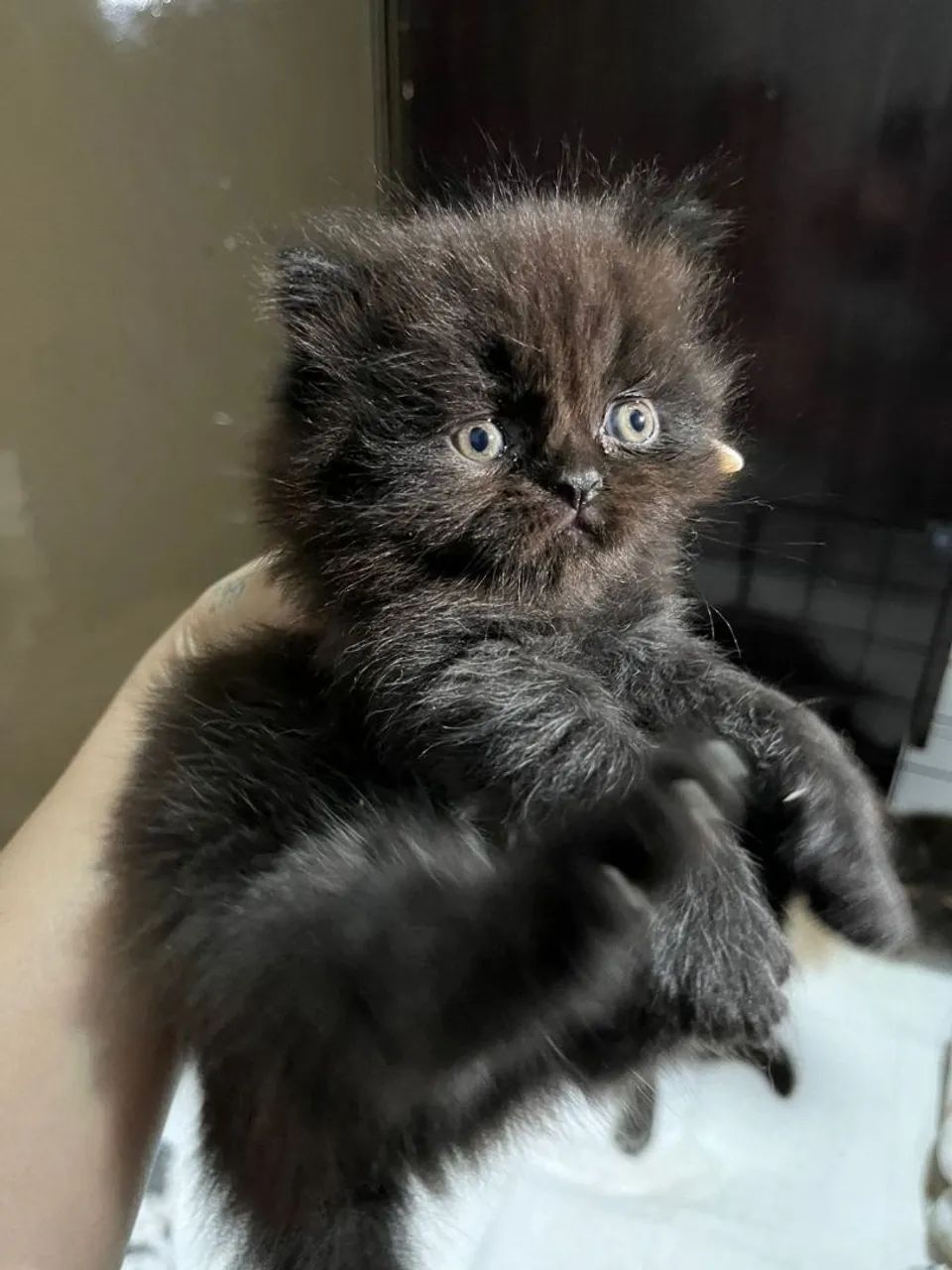 Gato Persa em Mossoró  - Foto 2