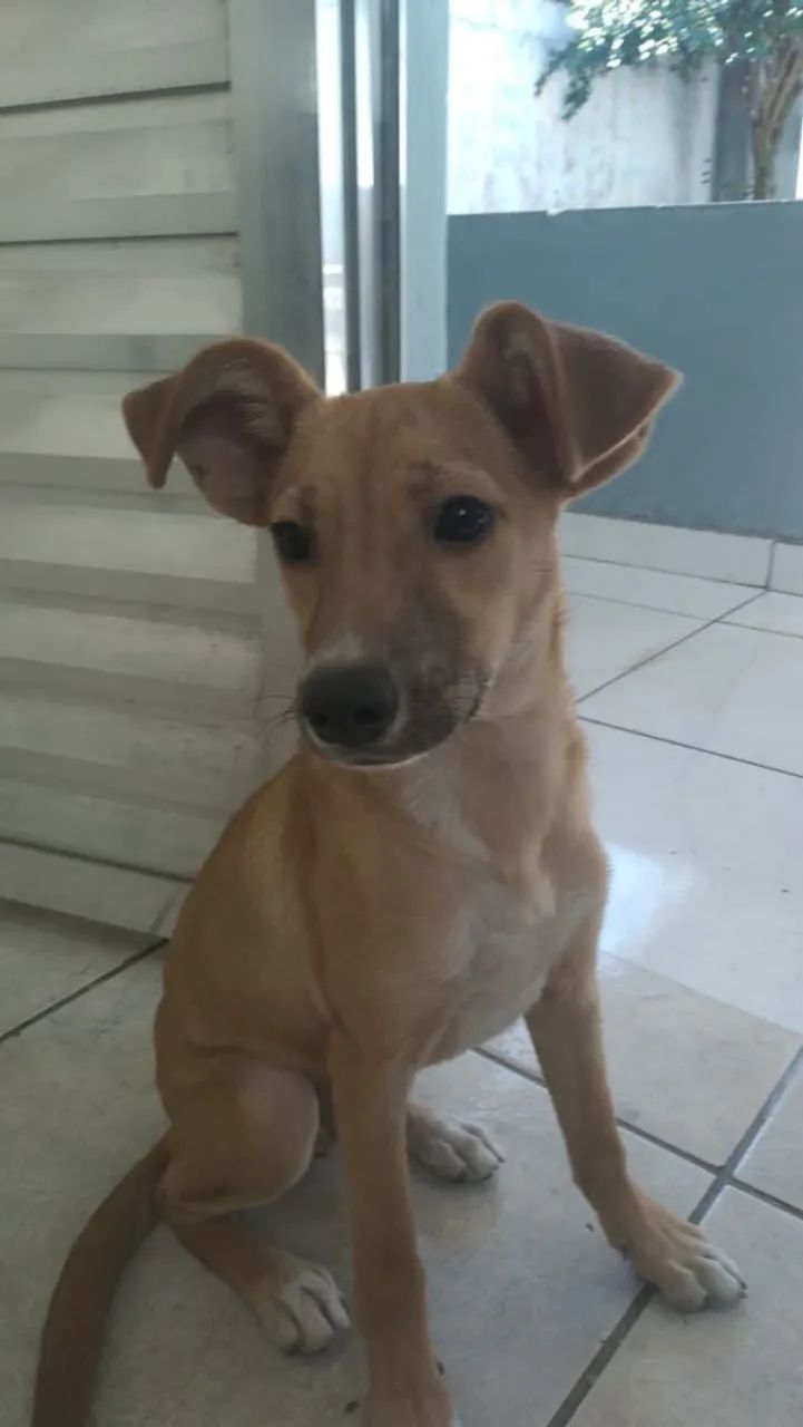 Doação de cães - Foto 2
