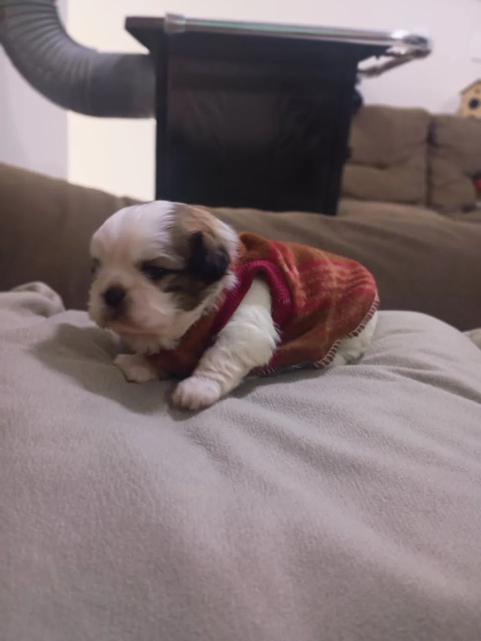 Shih Tzu macho - Foto 4