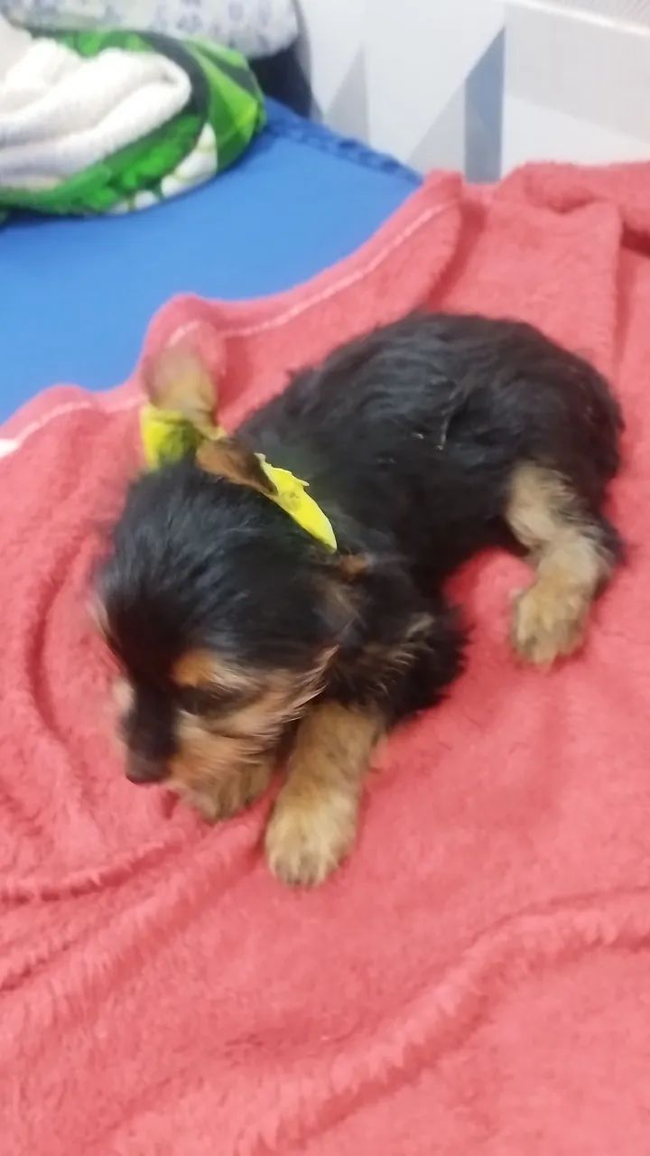 Pet - Foto 2