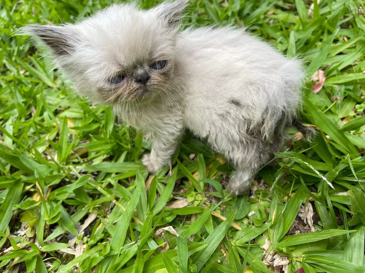 Persa himalaia femia