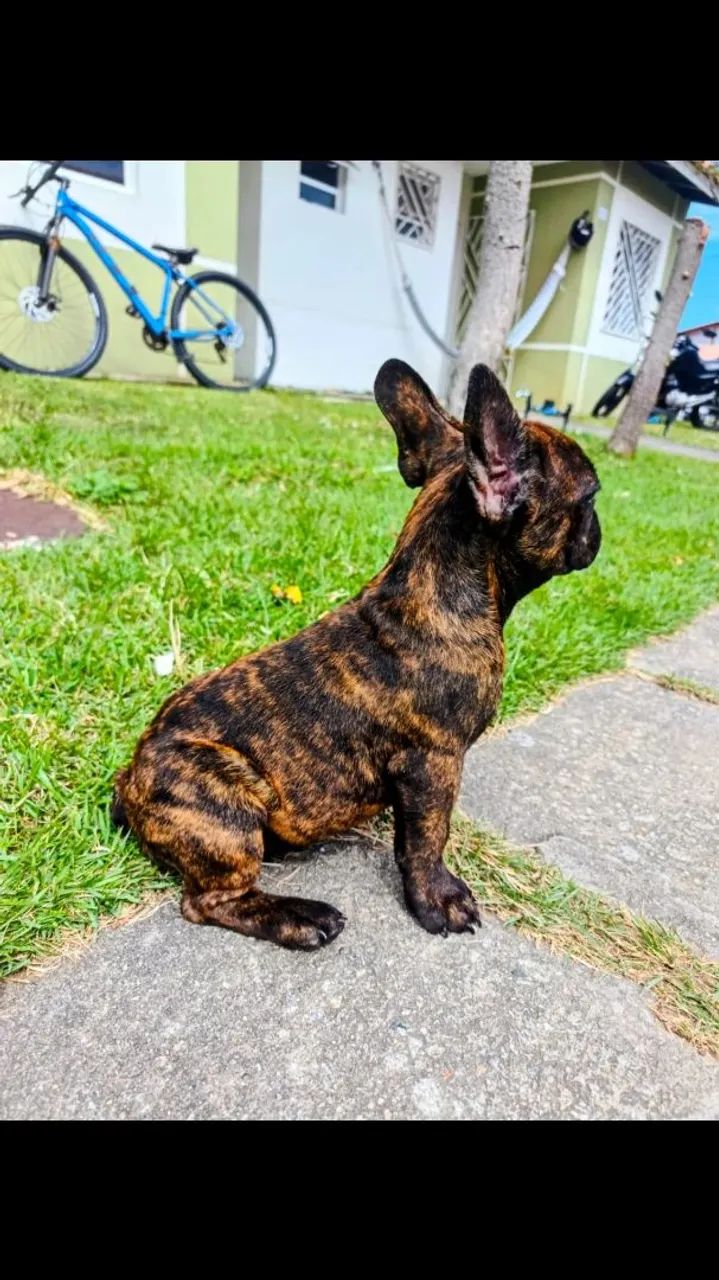 Bulldog Francês acho tigrado