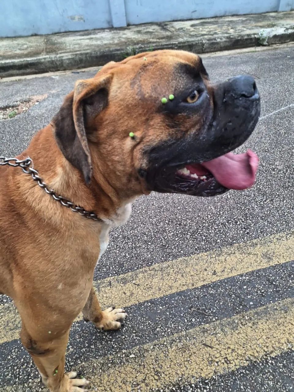 Boxer/Bulldog 
