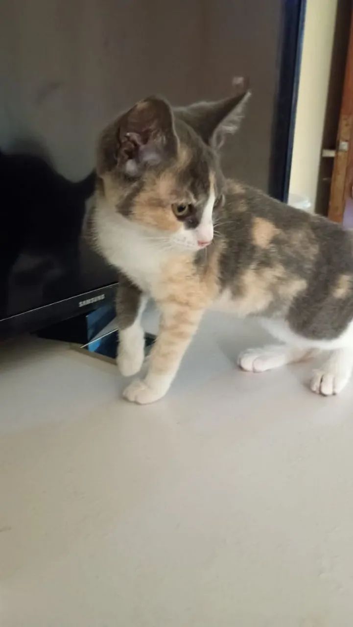 Gatinha para adoção  - Foto 2
