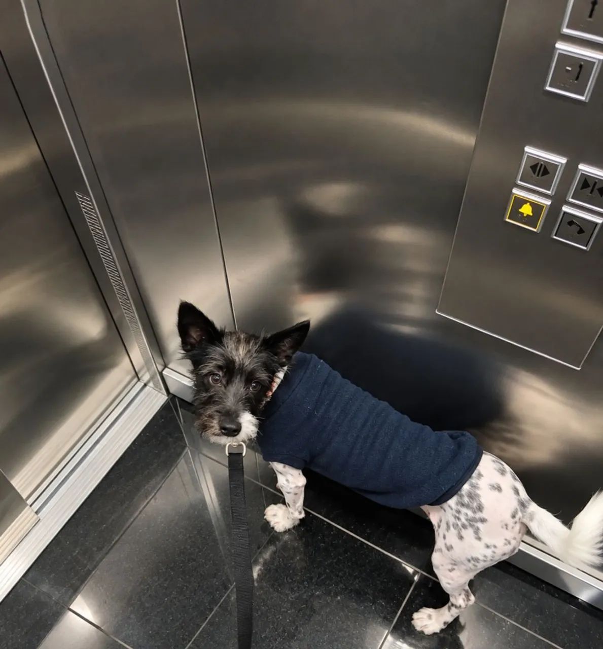Doação cão macho  - Foto 4