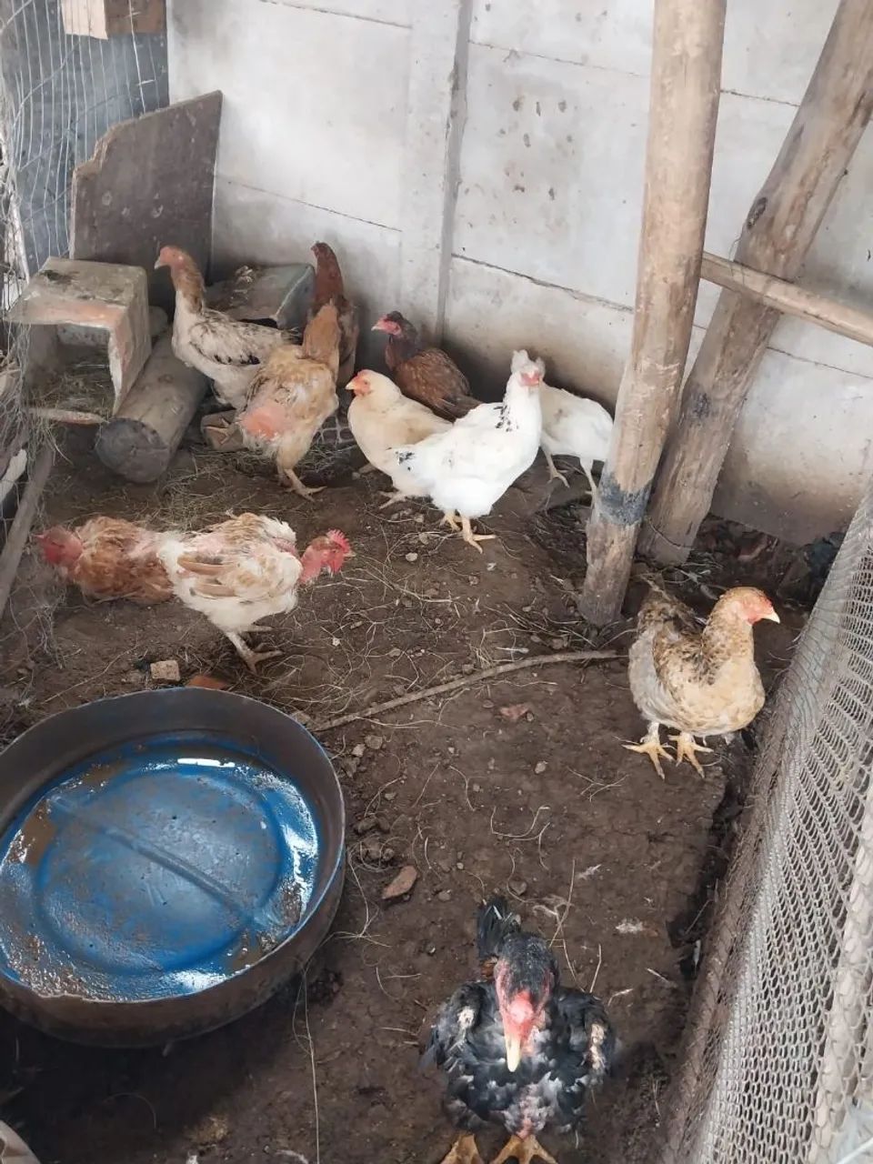 Galinhas caipira  - Foto 4