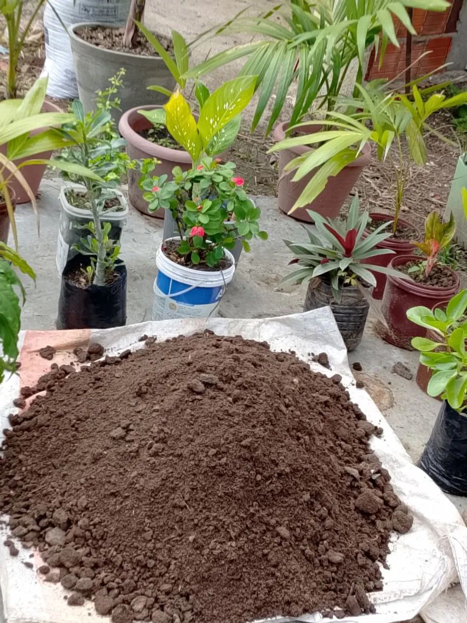 Vendas de adubo de gado - Foto 3