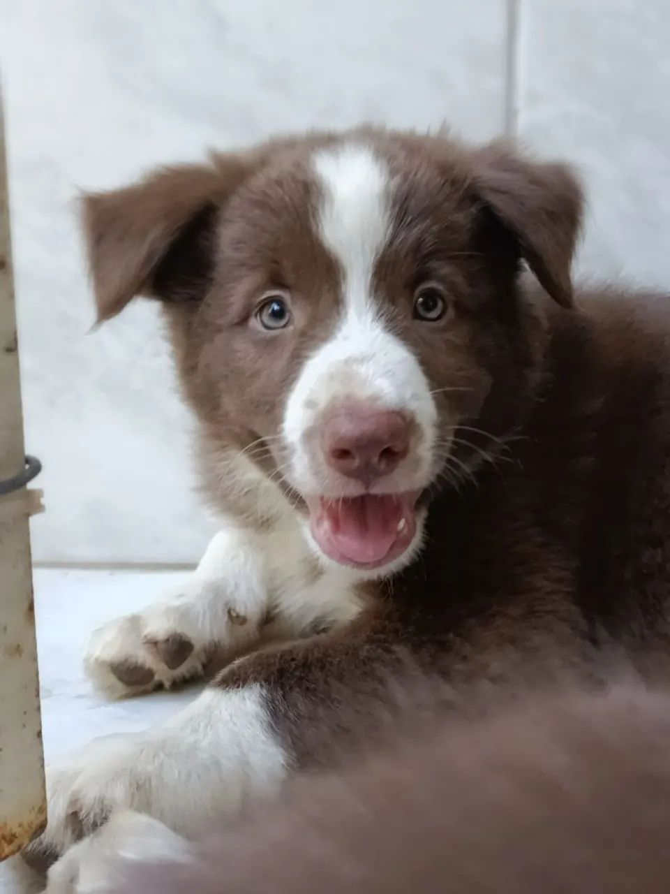 Border Collie  - Foto 3