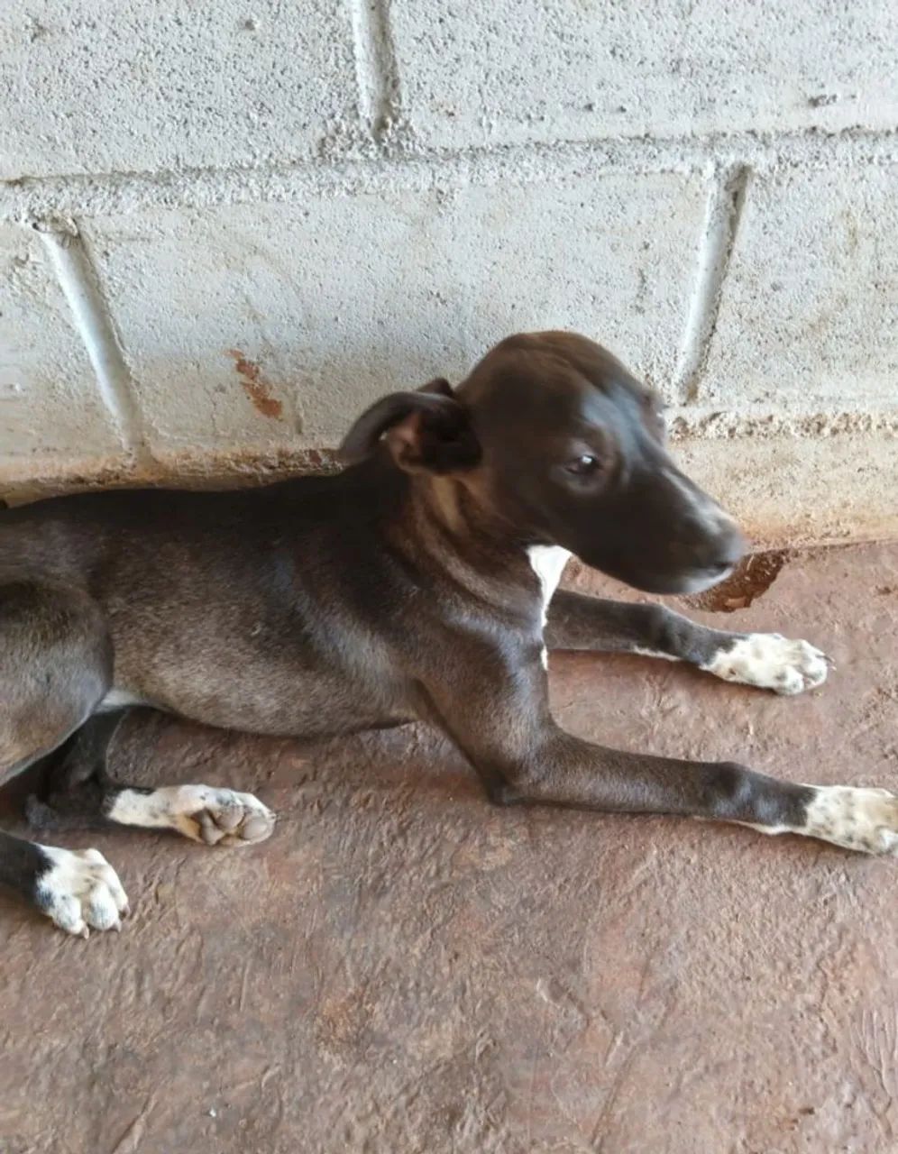 Doa-se esses cachorrinhos  - Foto 2