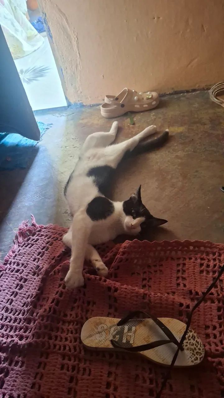 Gato frajola para adoção!!! - Foto 4