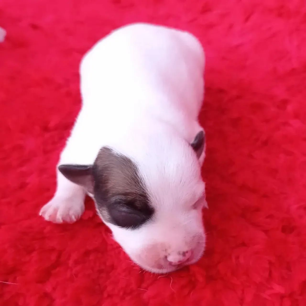 Jack Russell terrier  - Foto 2